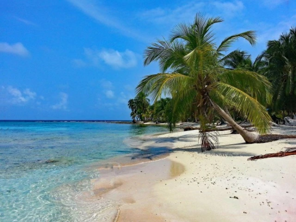 pedasi beach palm tree