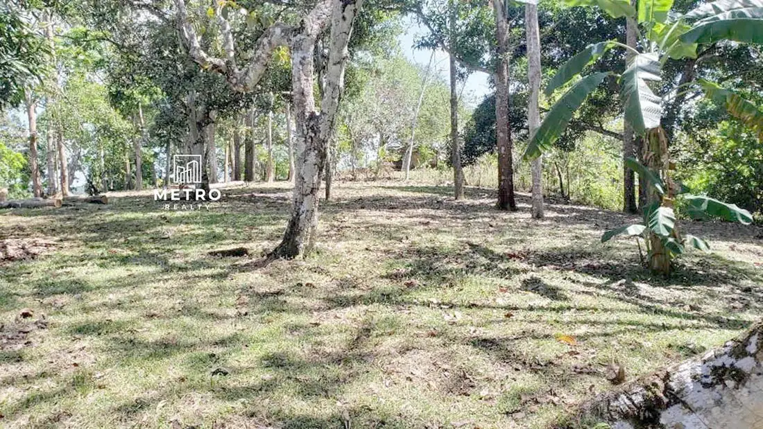 Panama Farm Land for Sale low shadows