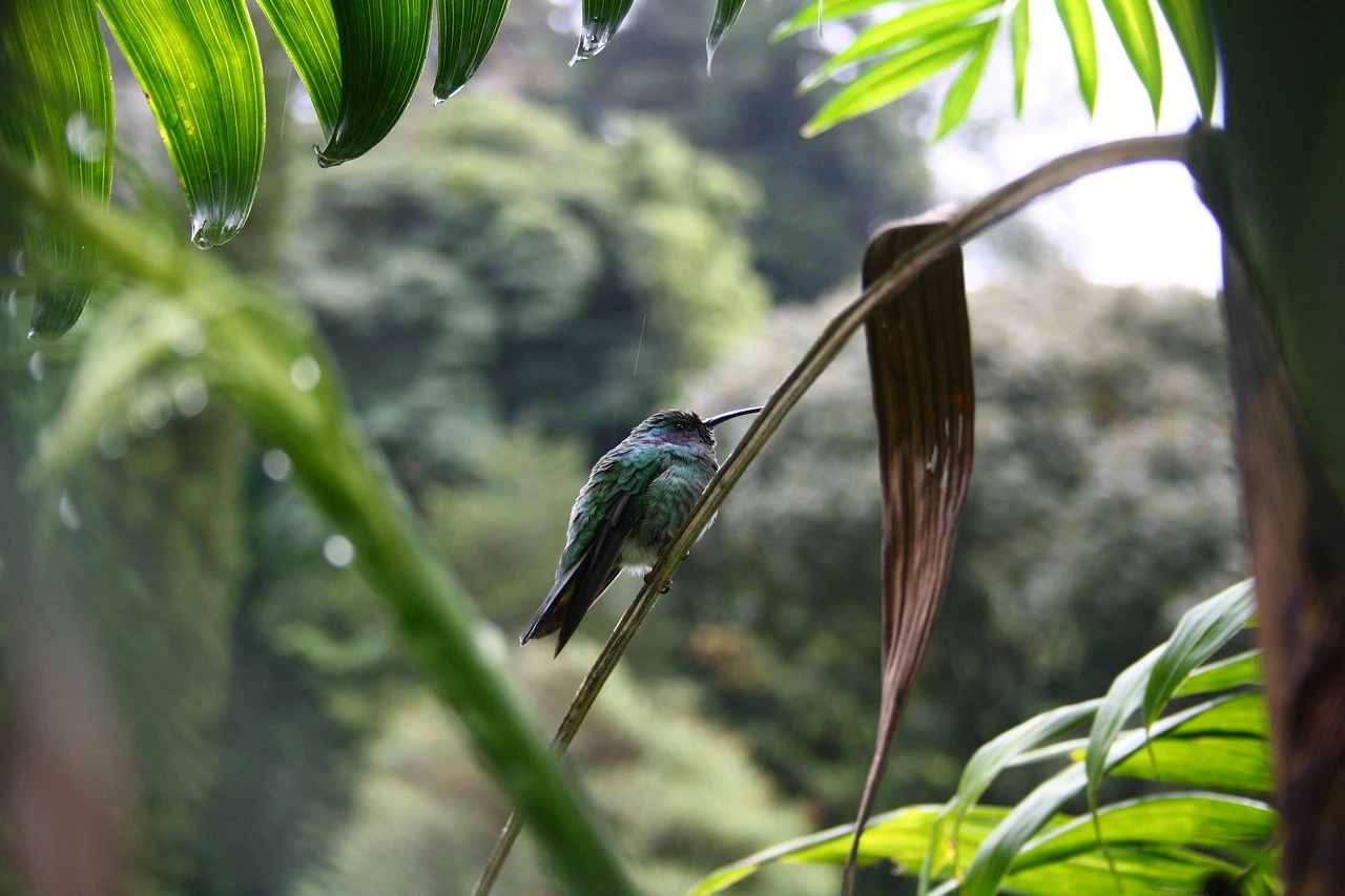 Boquete Panama hummingbird on a branch