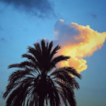 Weather In Boquete Panama palm tree with clouds