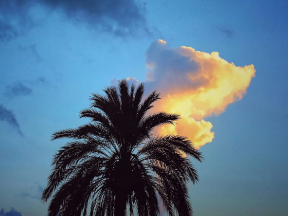 Weather In Boquete Panama palm tree with clouds