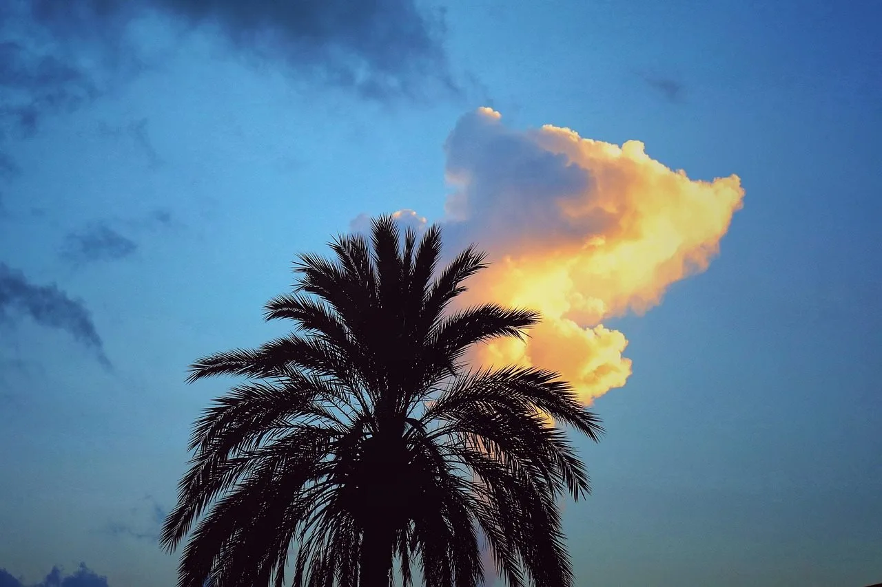 Weather In Boquete Panama palm tree with clouds