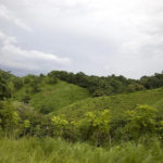Boquete Panama lush jungles