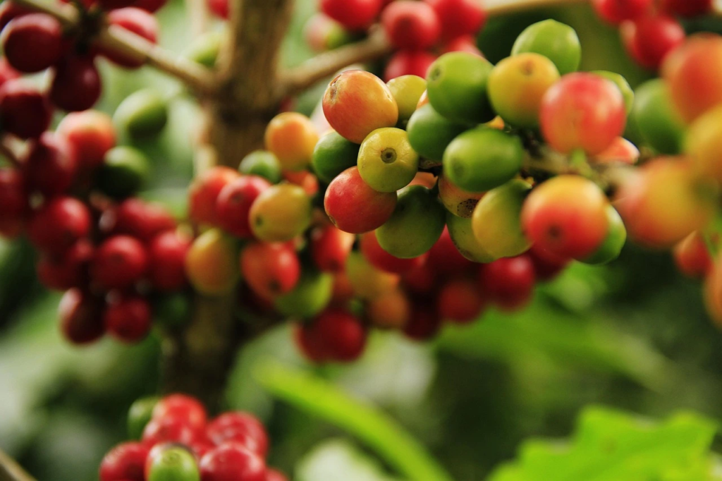 Things to do in boquete panama coffee beans growing on plant
