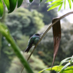 Things to do in boquete panama hummingbird on a branch