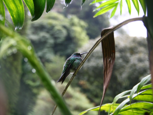 Things to do in boquete panama hummingbird on a branch